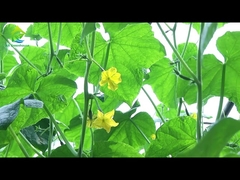 گلخانه اتوماتیک با عمق نور 8 تا 11 متر سازگار با محیط زیست