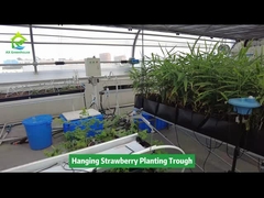 آویز توت فرنگی کاشت گلدان صرفه جویی در فضا