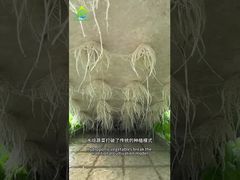 سیستم کشت بدون خاک DWC