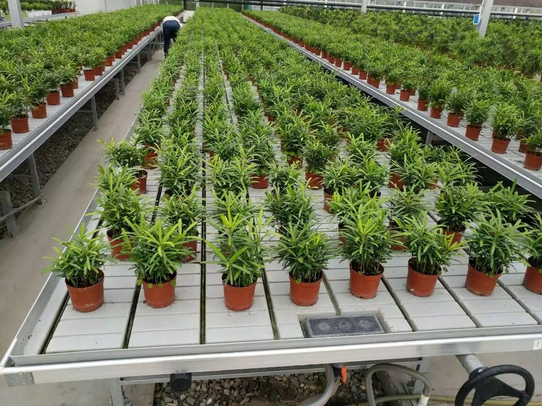 میز رشد سینی سیلابی رولینگ Ebb And Flow برای نهال گلخانه گل