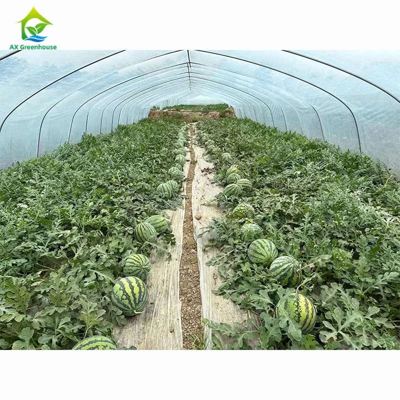 مقاومت بالا نصب آسان تونل پلی گلخانه ای جلوگیری از حشرات افزایش تولید