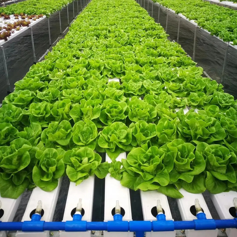 زراعت بدون خاک در محیط های داخلی رشد توت فرنگی لوله PVC برای سیستم NFT هیدروپونیک برای فروش