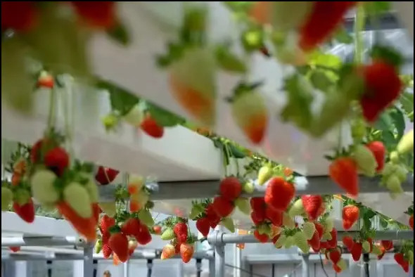 زراعت بدون خاک در محیط های داخلی رشد توت فرنگی لوله PVC برای سیستم NFT هیدروپونیک برای فروش