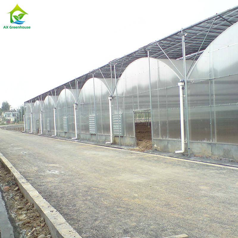 ساختار فولادی فیلم مقاوم در برابر اشعه UV Poly Tunnel Multi-span گلخانه سبزیجات برای گوجه فرنگی
