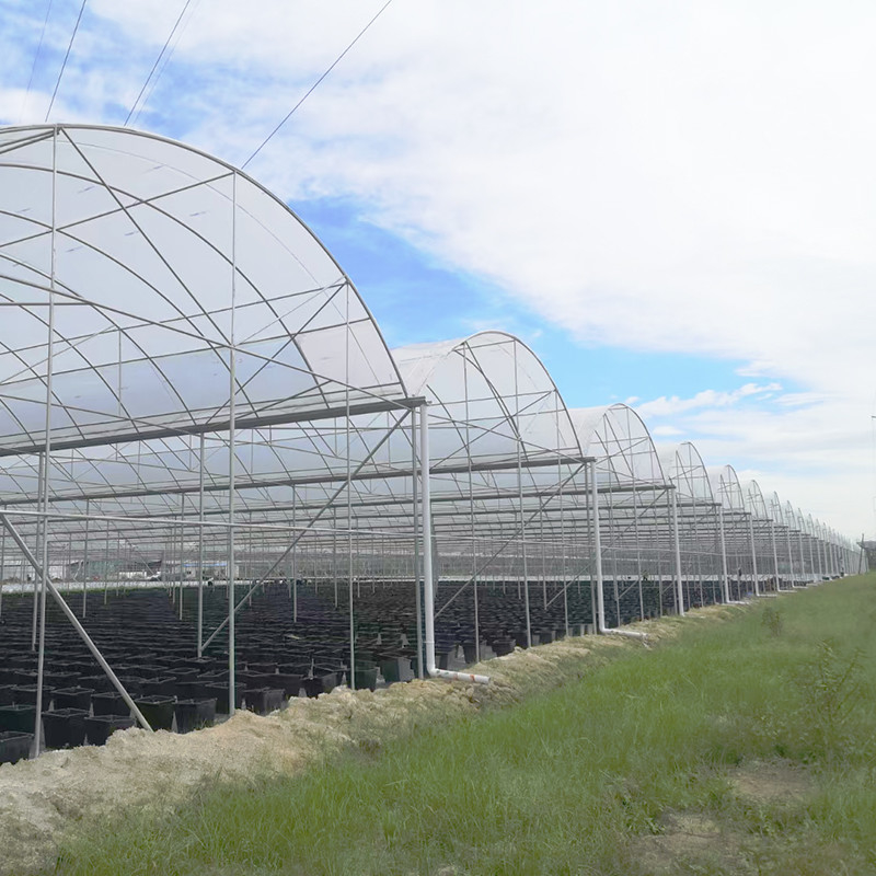 گلخانه ی ضد اشعه ی UV 30x10m پلاستیکی برای گوجه فرنگی و سبزیجات با پوشش فیلم
