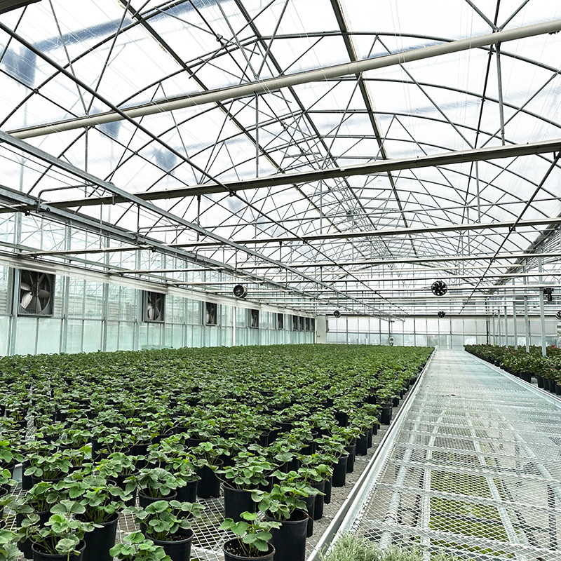 ساختار فولادی فیلم مقاوم در برابر اشعه UV Poly Tunnel Multi-span گلخانه سبزیجات برای گوجه فرنگی