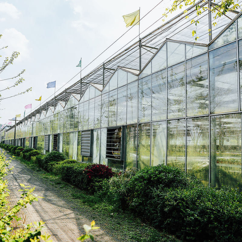 زراعت ولو نوع شیشه گلخانه مهندسی هلندی قاب گالوانیزه برای هیدروپونیک