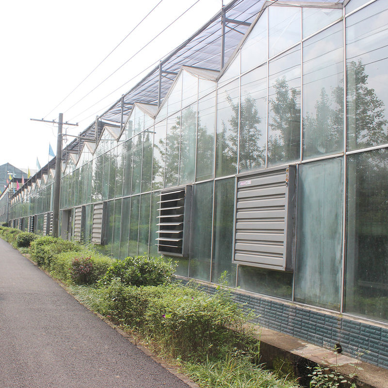زراعت ولو نوع شیشه گلخانه مهندسی هلندی قاب گالوانیزه برای هیدروپونیک