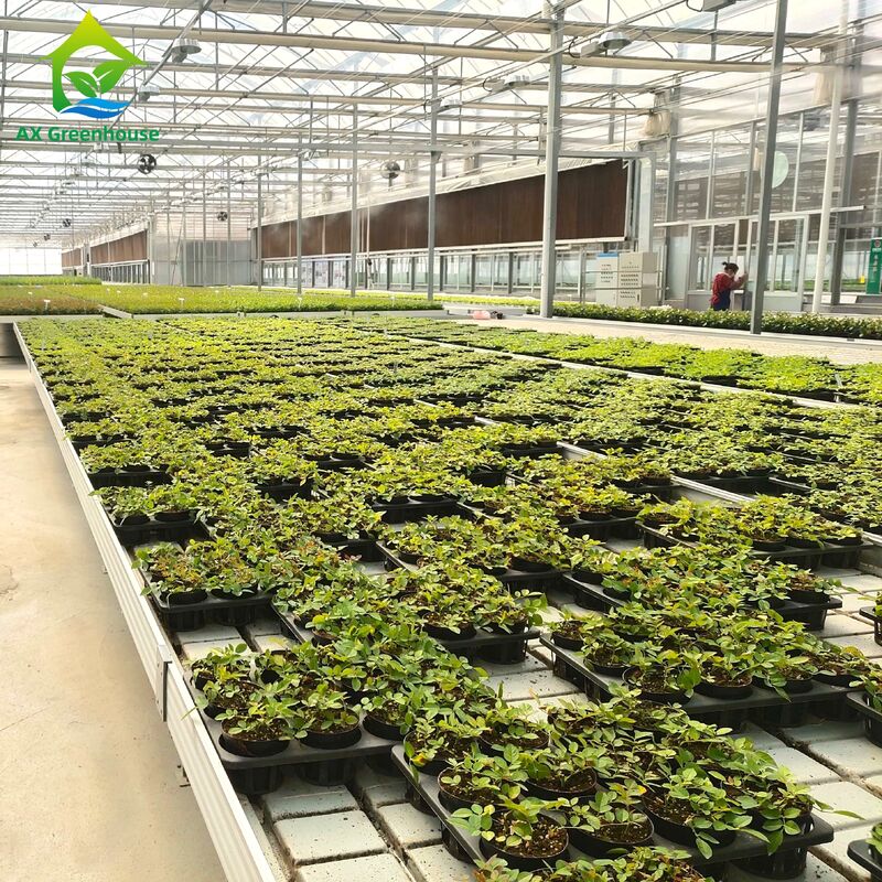 نیمکت جریان و ریزش با قاب آلومینیومی تجاری با ارتفاع قابل تنظیم و سینی PP/ABS یکپارچه برای گلخانه ها